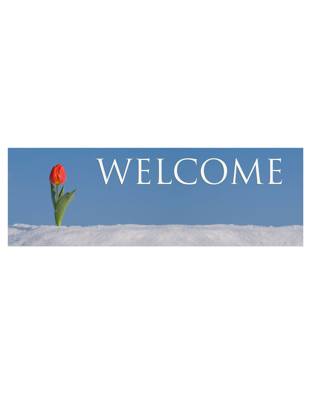 Stock Welcome Banner Tulip in Snow